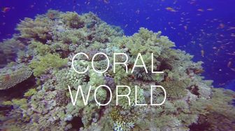 Coral world