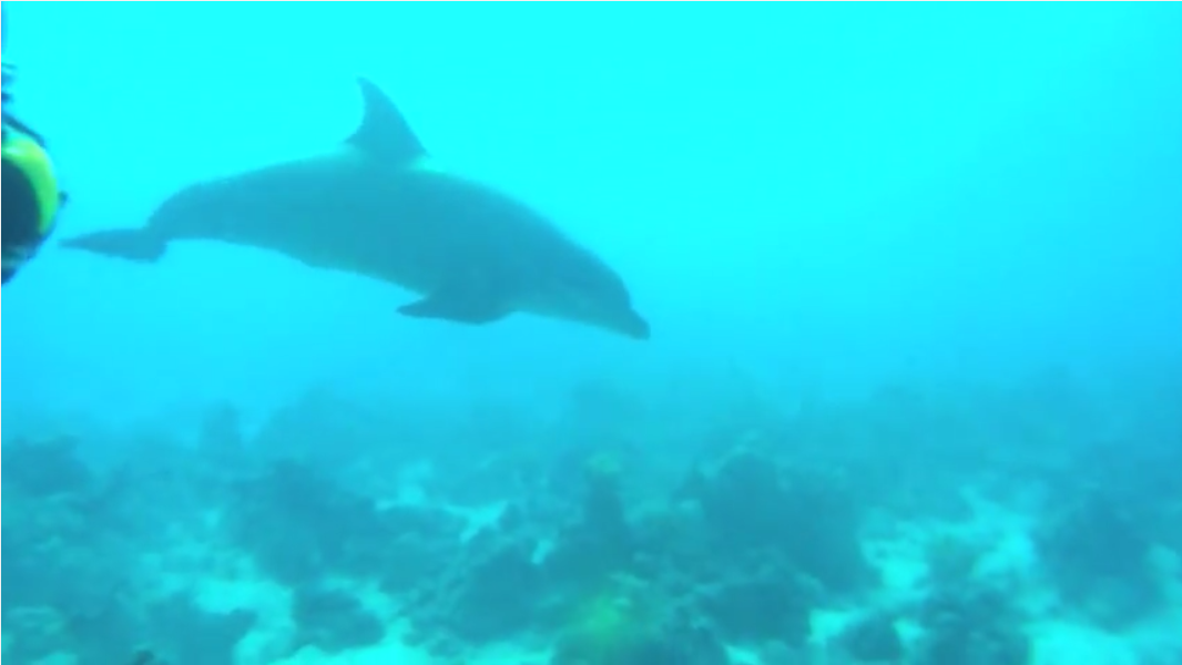 Delfin