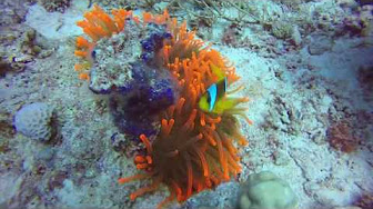 Red Sea