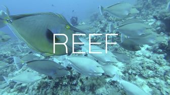 Reef
